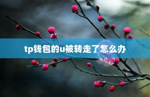 tp钱包的u被转走了怎么办